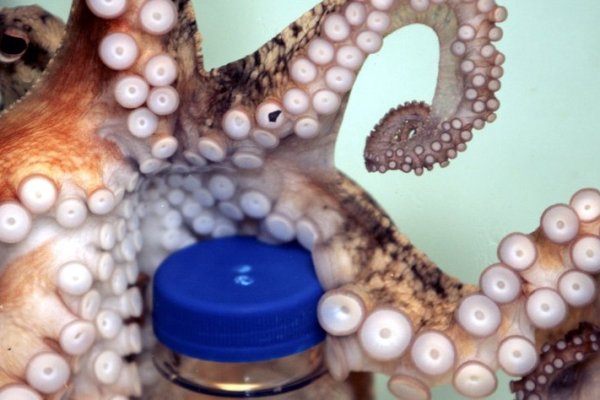 Kraken что это за магазин