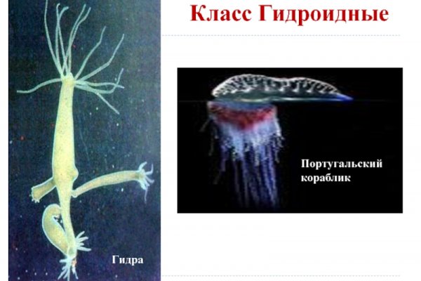 Кракен нет